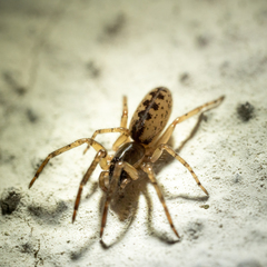 Segestria senoculata