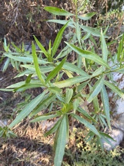 Baccharis salicifolia