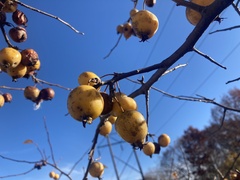Crataegus mexicana