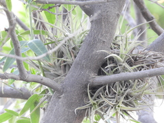 Tillandsia aeranthos