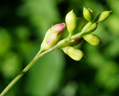 Vicia dumetorum