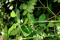 Vicia dumetorum