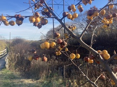 Crataegus mexicana