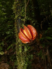 Carpotroche platyptera