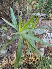 Baccharis salicifolia