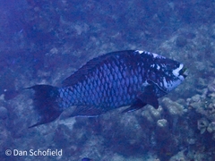 Scarus coelestinus