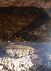 Sypharochiton pelliserpentis