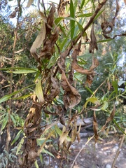 Baccharis salicifolia