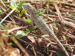 Calotes versicolor