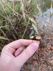 Mycetinis scorodonius