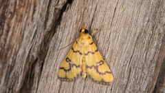 Glycythyma leonina