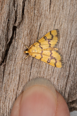 Glycythyma leonina