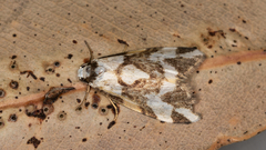 Thallarcha staurocola