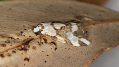 Thallarcha staurocola