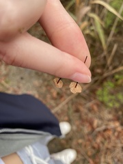 Mycetinis scorodonius