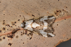 Thallarcha staurocola