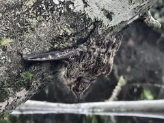 Rhynchonycteris naso
