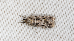 Scoparia chiasta