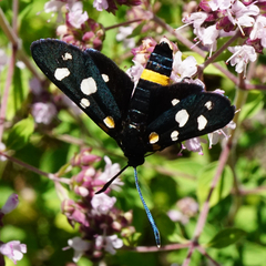 Zygaena ephialtes