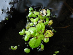 Spirodela polyrhiza
