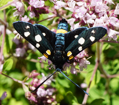 Zygaena ephialtes