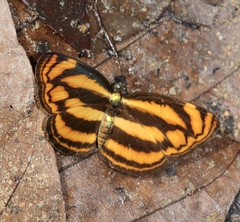 Lasippa tiga siaka