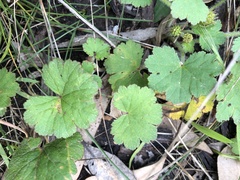 Hydrocotyle laxiflora