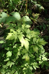 Caulophyllum robustum