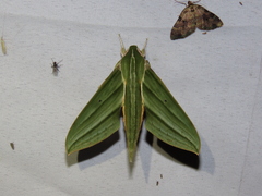 Xylophanes aristor
