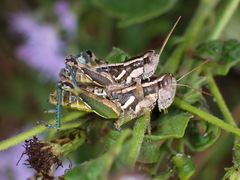 Paraidemona