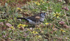 Stizoptera bichenovii bichenovii