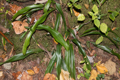 Carex fraseriana