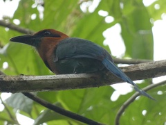 Electron platyrhynchum