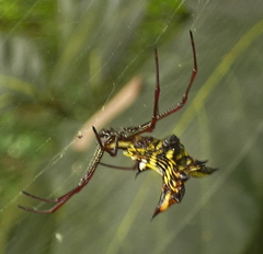 Micrathena fissispina
