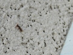 Ponera pennsylvanica