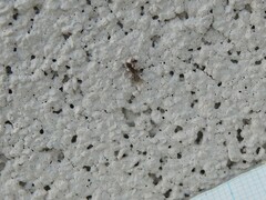 Ponera pennsylvanica