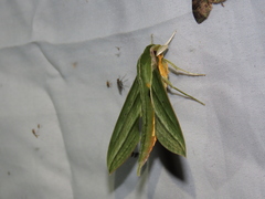 Xylophanes aristor
