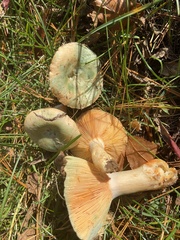 Lactarius deterrimus