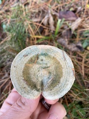 Lactarius deterrimus