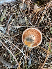 Lactarius deterrimus
