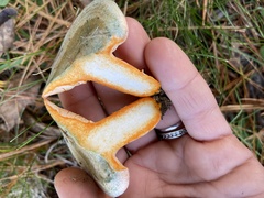 Lactarius deterrimus