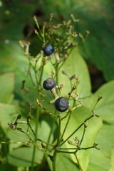 Caulophyllum robustum
