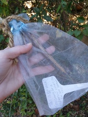 Centrosema arenicola