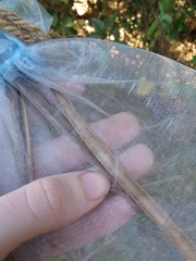 Centrosema arenicola