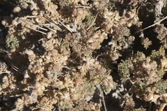 Artemisia spinescens