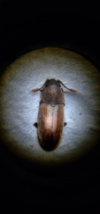 Salebius minax