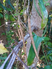 Centrosema arenicola