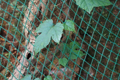 Ampelopsis glandulosa heterophylla