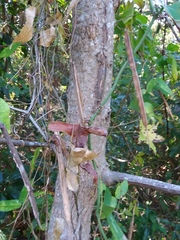 Centrosema arenicola