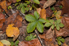 Potentilla canadensis